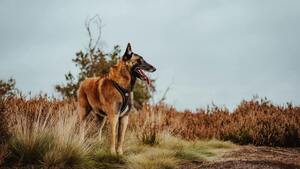 Le Berger Belge Malinois : Un protecteur d'une intelligence rare