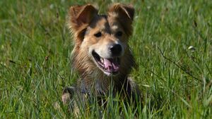 Pourquoi votre chien aime se rouler dans tout ce qui sent "mauvais" ?