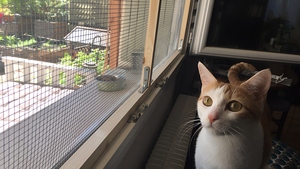 DIY : Cadre de protection de fenêtre pour chat amovible