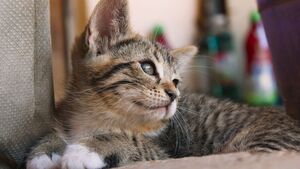 Près d'un chat sur trois n'est toujours pas identifié en France