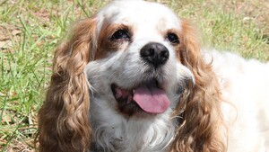 Ce que vous ne pourrez plus faire avec votre chien à partir du 15 avril