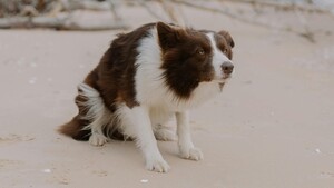 Les glandes anales du chien : ce soin dont personne ne parle