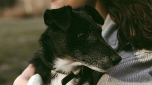 Trois femmes, une même conviction : chaque animal mérite une seconde chance