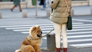 En ville : comment protéger votre chien des dangers invisibles
