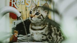 Est-ce que mon chat boit assez ? Les techniques pour éviter le problème de santé N°1 chez les chats