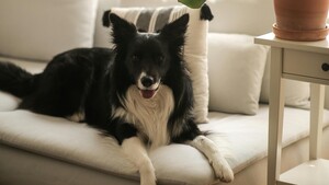 Certaines races de chiens sont-elles vraiment plus adaptées à la vie en appartement ?