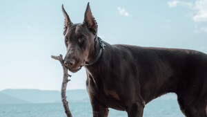 Pourquoi voit-on encore des chiens aux oreilles coupées alors que la pratique est interdite ?