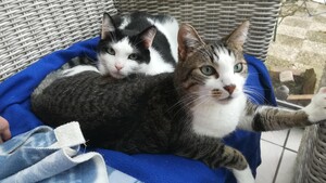 “On devait juste l’accueillir quelques semaines…” : quand la famille d’accueil adopte l’animal