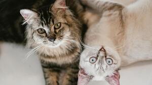 Sida et leucose du chat : tout comprendre avant l’adoption