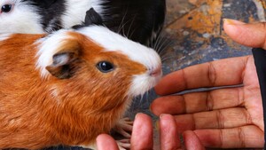Cochon d’Inde : comment gagner sa confiance et créer un lien durable