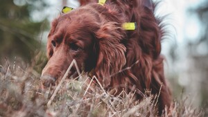 Votre chien mange des crottes ? Comprendre pourquoi pour préserver son bien-être