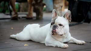 La France pourrait-elle bientôt interdire certaines races de chiens et de chats ?