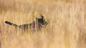 L’épillet chez le chien et le chat : un danger estival à ne jamais sous-estimer