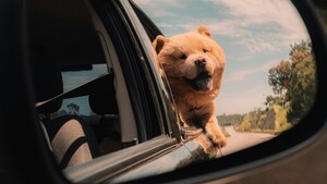 « Mon chien adore passer sa tête par la fenêtre de la voiture » : un plaisir pas sans danger
