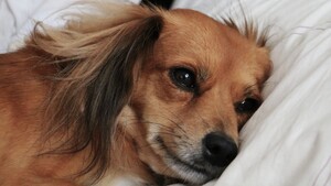 Votre chien dort avec vous ? Cette habitude peut fragiliser son dos