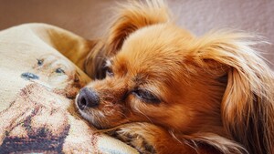 Chiens miniatures : un effet de mode qui met leur santé en danger