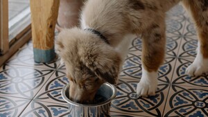 Gamelle surélevée chez le chien : bonne ou mauvaise idée pour éviter le retournement d’estomac ?