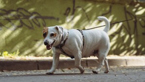 Canicule : le geste que tous les propriétaires de chiens devraient connaître