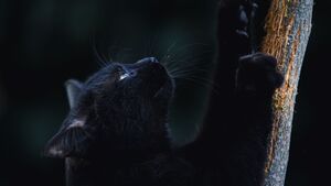Griffes incarnées chez le chat : le risque méconnu qui guette même les chats qui sortent