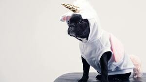 Réseaux sociaux : ces pratiques qui nuisent au bien-être des animaux sans qu’on s’en rende compte