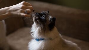 Peut-on éduquer un chat sans le punir ?
