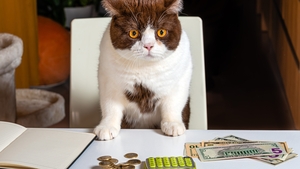 Combien coûte réellement "l’acquisition" d’un chat ?