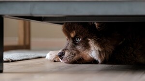 Chiens et pétards : comment protéger son animal lors des matchs de la Coupe du monde de football ?