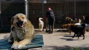 Animaux abandonnés : ces gestes gratuits qui aident vraiment les refuges