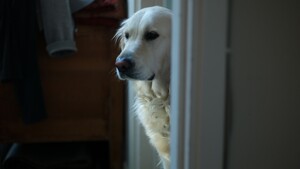 Chien seul à la maison : pourquoi certains le vivent très mal et d’autres pas du tout ?