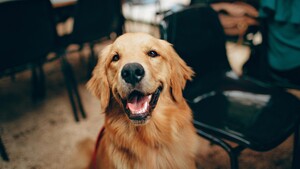 “On a refusé mon chien au restaurant” : que dit vraiment la loi ?