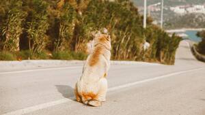 En France, un chien abandonné sur trois est laissé dans la nature