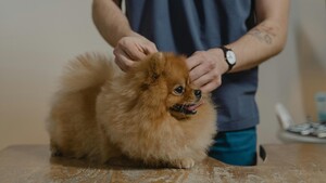 “J’ai trouvé une tique sur mon chien” : comment savoir s’il a attrapé la piroplasmose ?