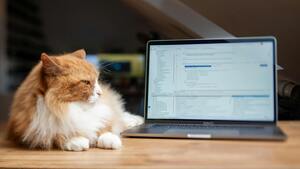 Adopter un animal en 2026 : comment utiliser les plateformes d'adoption responsable ?