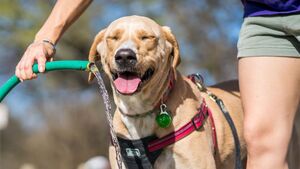 10 astuces simples pour rafraîchir son chien, son chat, ou son lapin en période de canicule