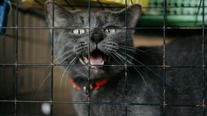 Frais vétérinaires : la hausse pousse à l’abandon et met les refuges sous pression