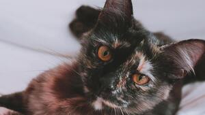 Les chats écaille de tortue ont-ils vraiment mauvais caractère ?