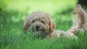 Pomsky, Labradoodle, Cockapoo : pourquoi ces chiens “tendance” ne sont pas de vraies races