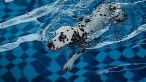 Votre chien aime la piscine ? Les dangers à connaître avant de le laisser nager