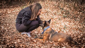 Berger Belge Malinois : avez-vous le bon profil pour l'adopter ?