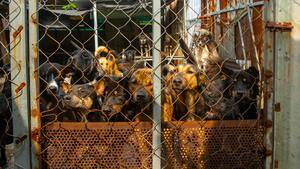 Quand vouloir sauver des animaux se transforme en maltraitance