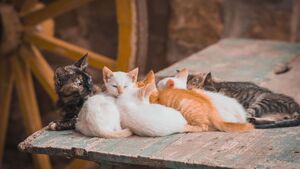 Chatons abandonnés en vacances : les bons réflexes avant d'agir