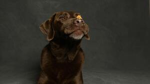 Chocolat de Pâques : éviter le danger pour vos chiens et chats