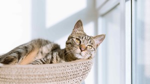Chat en appartement : Comment garantir son bien-être ?