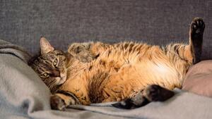 1 chat sur 2 est en surpoids, et souvent les propriétaires ne le savent pas ! Voici comment vérifier