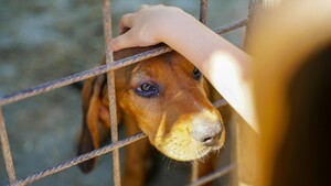 Adoption : pourquoi l’été peut être le bon moment pour accueillir un animal
