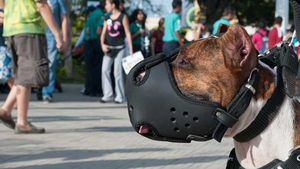 Chiens catégorisés : de quoi parle-t-on ?