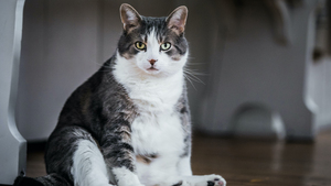 Le surpoids chez le chat et le chien