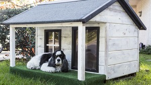 Vacances ou absences : quelles solutions pour faire garder son chat ou son chien?