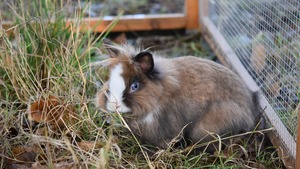 L’occlusion intestinale chez le lapin : une urgence vétérinaire