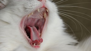 La gingivite chez le chat : causes et remèdes